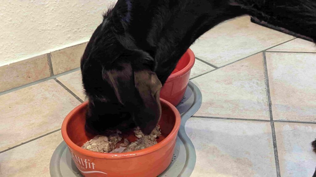 Hund frisst anifit Hundefutter (1)