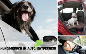 Read more about the article Hundegeruch im Auto