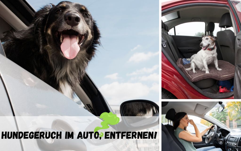 Read more about the article Hundegeruch im Auto