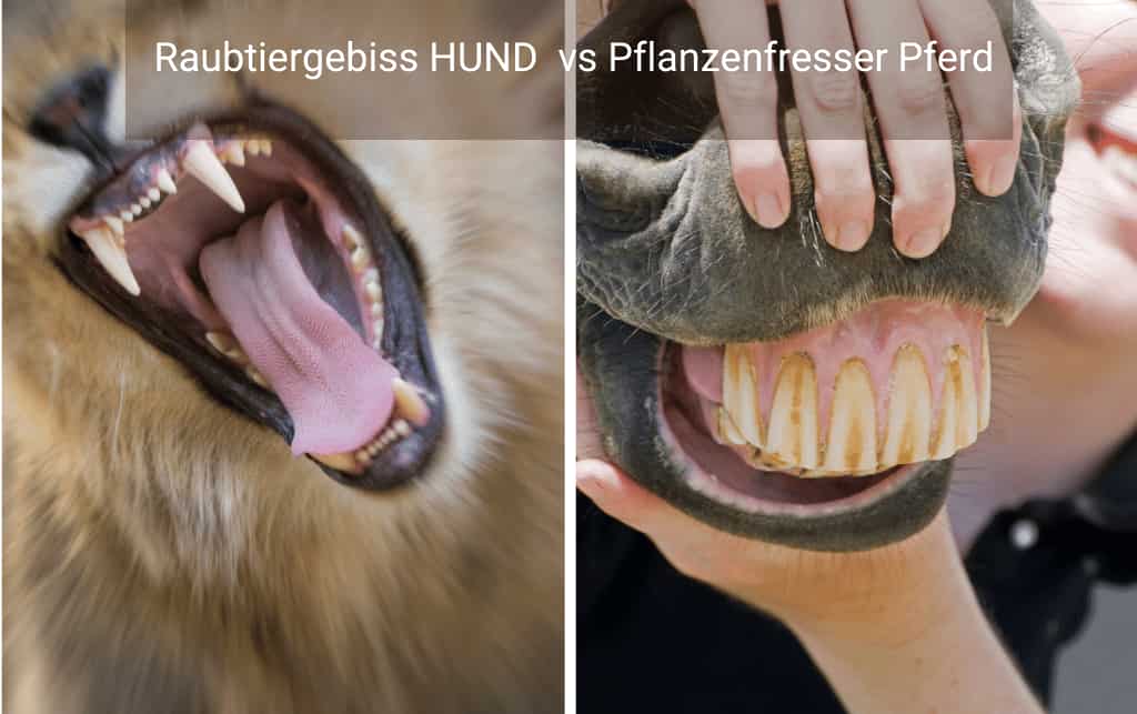 Raubtiergebiss vs Pferdegebiss