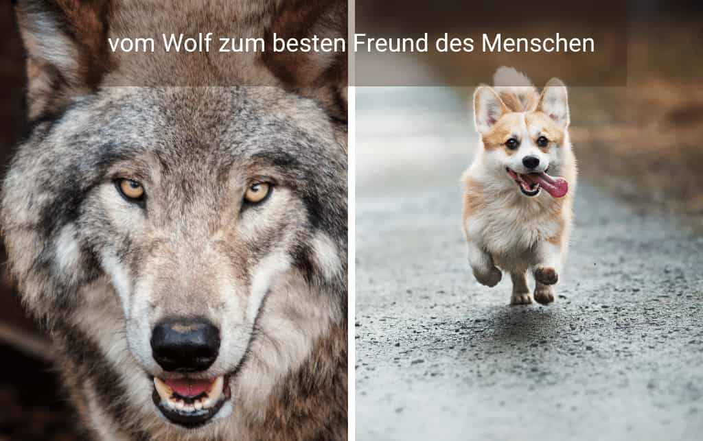 Wolf Vergleich Hund